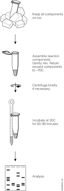 Protein Expression Guide I An Introduction To Protein