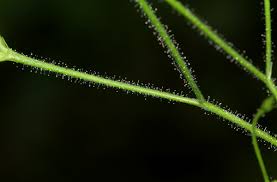 Image result for Justicia scandens