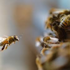Bees mostly eat and drink pollen and nectar from flowers, but there are some differences in bee diets depending on the age of the bee and species. It S Only Important If You Eat Food Inside A Film On The Honeybee Crisis Documentary Films The Guardian