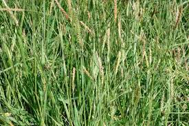 Image result for Setaria parviflora