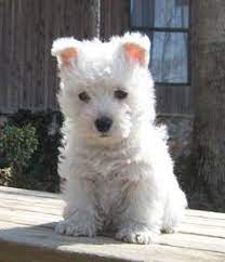 Teacup Westies For Sale Google Search Westie Puppies Westie Dogs Cute Baby Animals