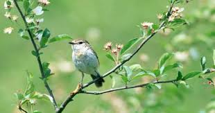 Fond D Ecran Paysages De Printemps Oiseaux Au Printemps Fonds D Ecran Sur Les Saisons Et Leurs Pay Paysages Printemps Fond Ecran Paysage Fond Ecran Printemps