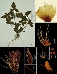 Image result for Antherotoma angustifolia