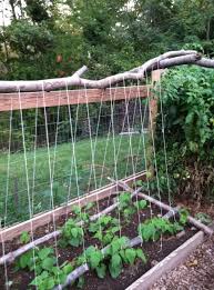 Maybe you would like to learn more about one of these? Bean Trellis Bean Trellis Green Bean Trellis Vegetable Garden Diy