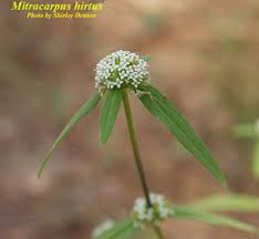 Image result for Mitracarpus