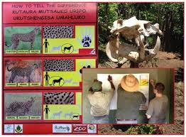 Image result for Ochna inermis