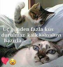 emine adli kullanicinin kedi replikleri 3 panosundaki pin hayvan sozleri komik hayvanlar komik kediler