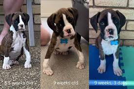 My moms dog went out last night to go to the bathroom and wandered. Boxer Puppy Knuckling Causes And Treatment Boxer Dog Diaries