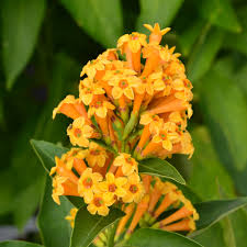 Image result for Cestrum