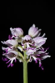 Image result for Neobolusia