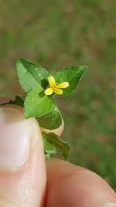 Image result for Calyptocarpus vialis