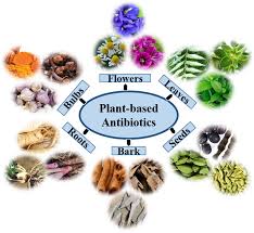 Image result for Cissus welwitschii