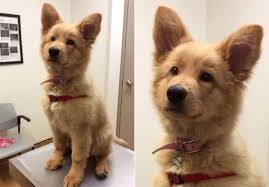 Maybe you would like to learn more about one of these? German Shepherd Golden Retriever Mix Puppies For Adoption Pets Lovers