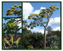 Image result for Dioscorea dregeana