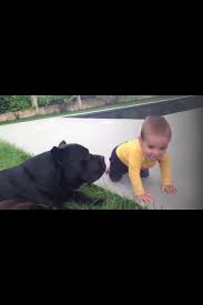 bebekler ve kopekler cute baby and dog videos compilation dog gifs cute babies dogs