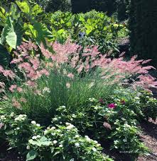 Image result for Melinis subglabra