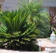 Cycas revoluta - Sago palm | PlantMaster