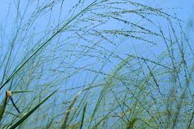 Image result for Urochloa villosa