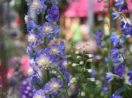 Rittersporn Delphinium Highlanderbolero Gartenpflanzen Outdoor Winterhart Staude Eigenproduktion Erlebnisga Winterharte Pflanzen Bepflanzung Gartnerei