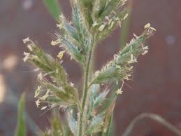 Image result for Schmidtia kalahariensis