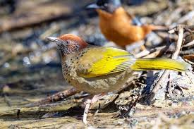 Image result for Erythrocephalum