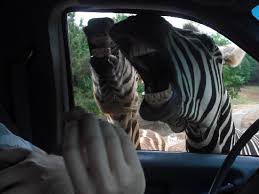 One of the area's most popular attractions, pine mountain wild animal safari offers a unique. They Learned That If They Open Their Mouths They Will Get Pellets Thrown In There Picture Of Wild Animal Safari Pine Mountain Tripadvisor
