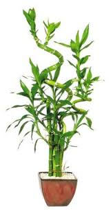 50 Lucky Bamboo Ideas Lucky Bamboo Bamboo Bamboo Plants