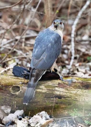 😬🐦 It's a bird eat bird world… 📷Photo of Cooper's hawk by Karen L. Johnson