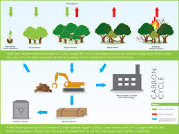Forestry Stewardship Lauzon Hardwood Flooring Flooring Forestry Renewable Resources