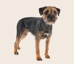 Image result for border teriér