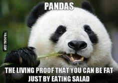 15 Hilarious Panda Memes That Will Make Your Saturday Panda Panda Bear Funny Jokes