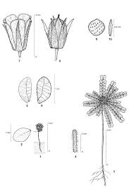 Image result for Biophytum umbraculum
