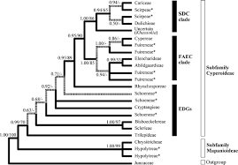 Image result for Sphaerocyperus erinaceus
