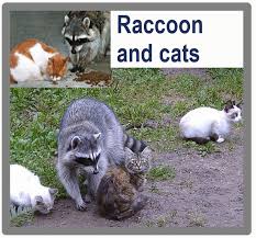 We did not find results for: Do Raccoons Kill Cats Poc