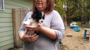 Puppies availability tpage updated 2/12/21. Akc Havanese Puppies For Sale In Longview Washington Classified Americanlisted Com