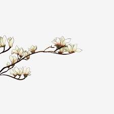Hand Drawn White Magnolia Branch Illustration Hand Drawn Magnolia Squid Png Transparent Clipart Image And Psd File For Free Download More than 3 million png and graphics resource at pngtree. hand drawn white magnolia branch