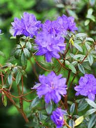 Rhododendrons Are Prized For Their Glossy Green Foliage And Showy Clusters Of Blooms Rhododendron Flowering Shrubs Part Shade Flowers