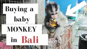 The capuchin monkey does have a varied coat color among each species. Buying A Baby Monkey In Bali Indonesia Channel Mum