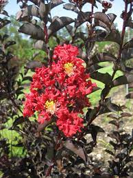 Treat cercospora leaf spot and powdery mildew infections with timed applications of fungicides. New Crapemyrtles With Burgundy Leaves From Spring Through Fall Gardening In The Panhandle