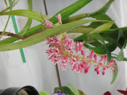 Image result for Lessertia macrostachya