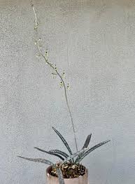 Image result for Oeceoclades