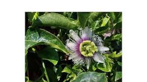 شجرة الكوكتيل passiflora البس فلورا او المس فلورا او الباشن فروت من أغرب فواكه العالم، فوائد فاكهة passion fruit في علاج الكثير من الأمراض. Ù…Ø§ Ù‡ÙŠ ÙØ§ÙƒÙ‡Ø© Ø§Ù„Ø¨Ø§Ø´Ù† ÙØ±ÙˆØª Ø·Ø±ÙŠÙ‚Ø© Ø§Ù„Ø²Ø±Ø§Ø¹Ø© Ø§Ù„ØªØ³Ù…ÙŠØ¯ ÙˆØ§Ù„Ø±ÙŠ ÙÙˆØ§Ø¦Ø¯ Ø§Ù„ÙØ§ÙƒÙ‡Ø©growing Passion Fruit Youtube