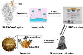 On the day of your appointment. New Strategy For Covid 19 Vaccination Targeting The Receptor Binding Domain Of The Sars Cov 2 Spike Protein Cellular Molecular Immunology