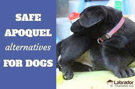 Check spelling or type a new query. Safe Apoquel Alternatives For Dogs Available In 2020