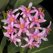 Image result for Dais cotinifolia