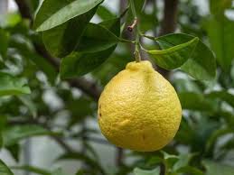 Der biotopführer gibt dem besucher eine. Der Botanische Garten Bonn Mediterrane Pflanzen Im Rheinland