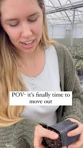 How do we know it’s time for the baby Magnolias to move out? When their  roots are long and visible, it’s time to plant! These future magnolia trees  are ready to take root and grow strong