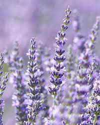 Shelby Taylor Instagram Clangart Lavender Aesthetic Purple Flowers Garden Purple Flowers