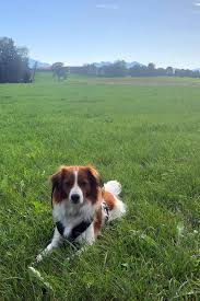 Wachstum und aufzucht der kooikerhondje welpen. Kooikerhondje Ayliena Von Sigrid Matzick