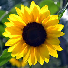 Check spelling or type a new query. Sunflower Wallpapers Earth Hq Sunflower Pictures 4k Wallpapers 2019